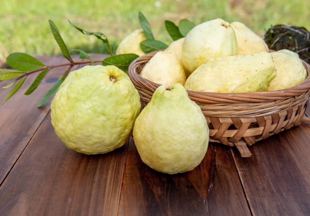 土芭樂─蔬果飲