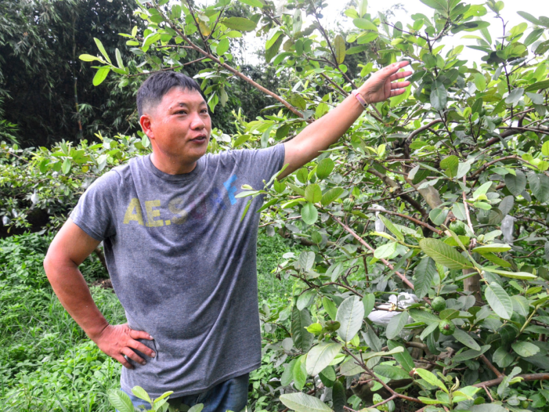 大社永田農家土芭樂─重返鄉間小路的滋味