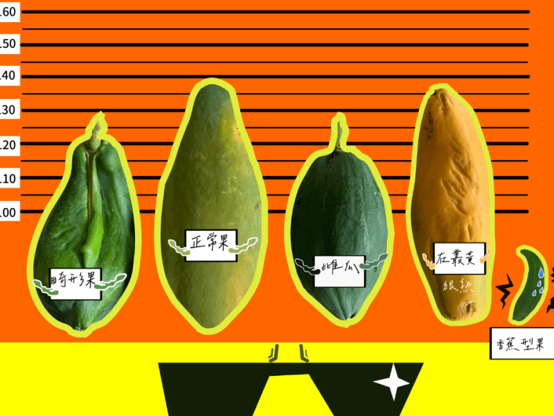 屏東高樹─種出沒有Hiàn味的木瓜宇宙(台農二號) (下)