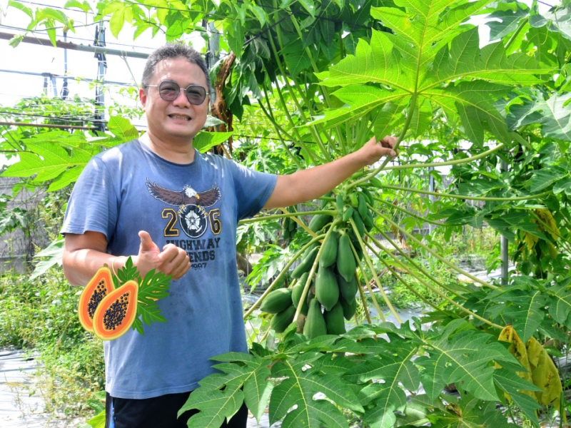 屏東高樹─種出沒有Hiàn味的木瓜宇宙(台農二號) (上)