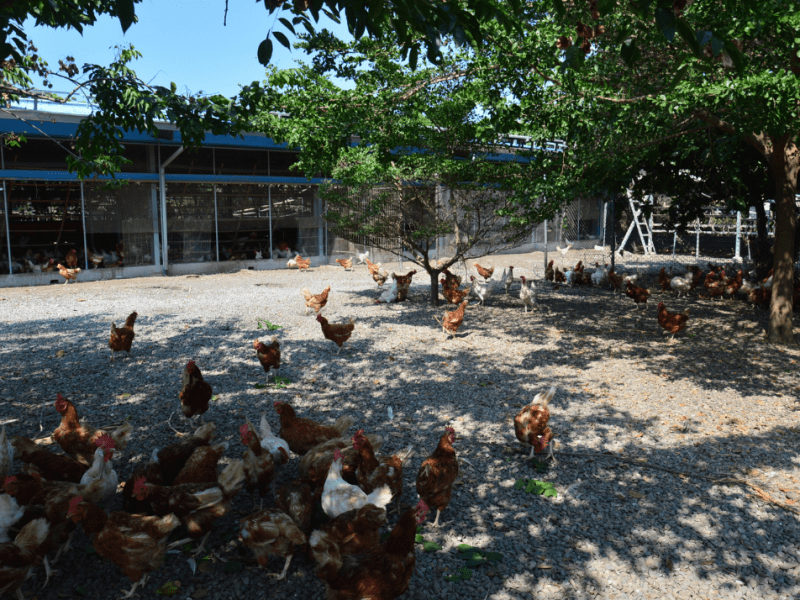 快樂的雞，健康的蛋