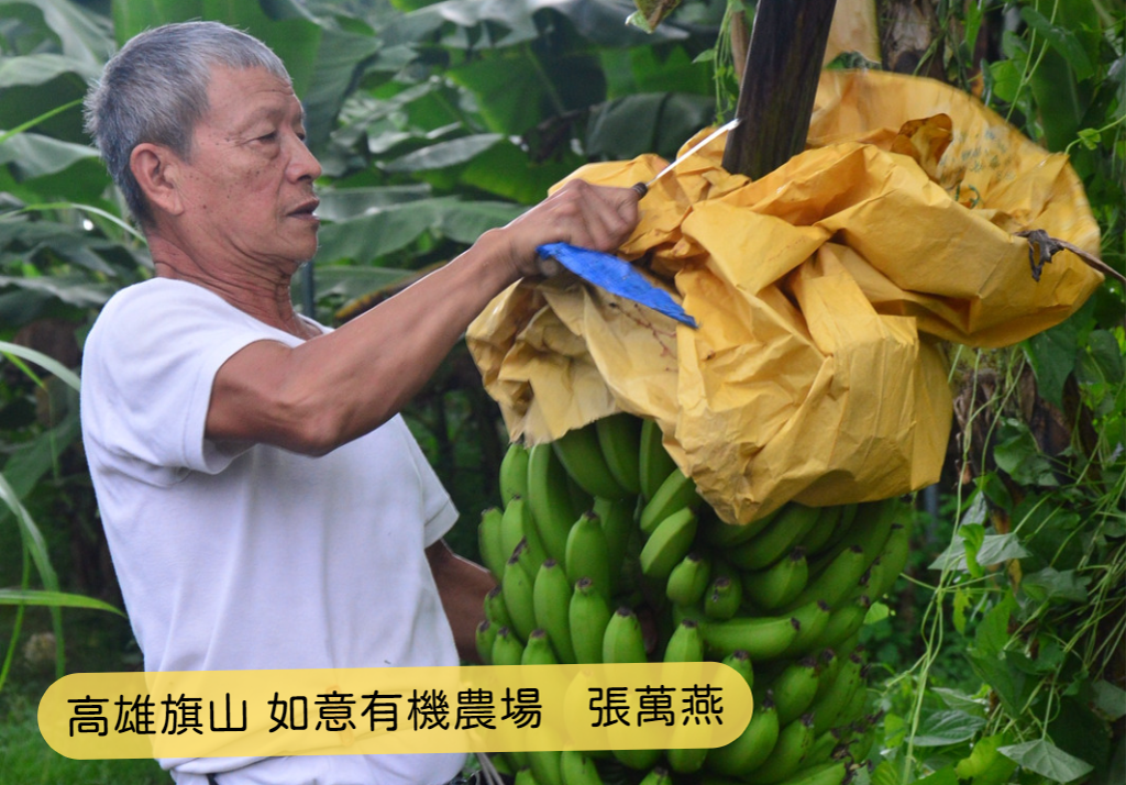 高雄旗山─吃了會上癮的香Q香蕉