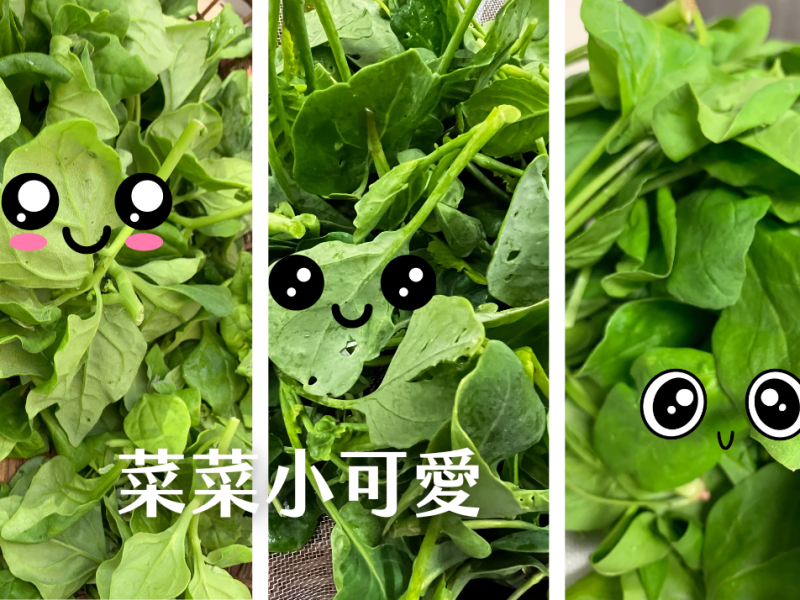 萌系天菜──少蟲的菜菜小可愛