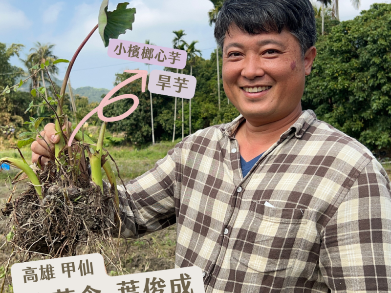遇見甲仙旱芋檳榔心──絕對動心
